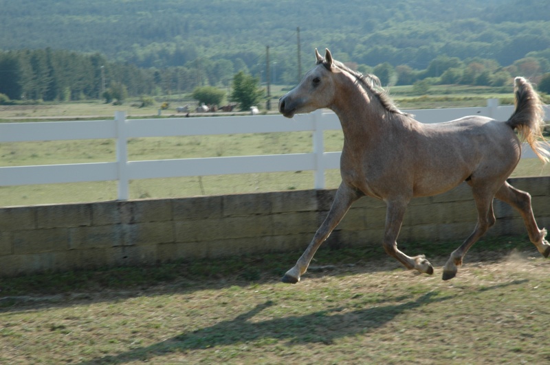 a vendre poulain 3 ans pur egyptien Chev2013