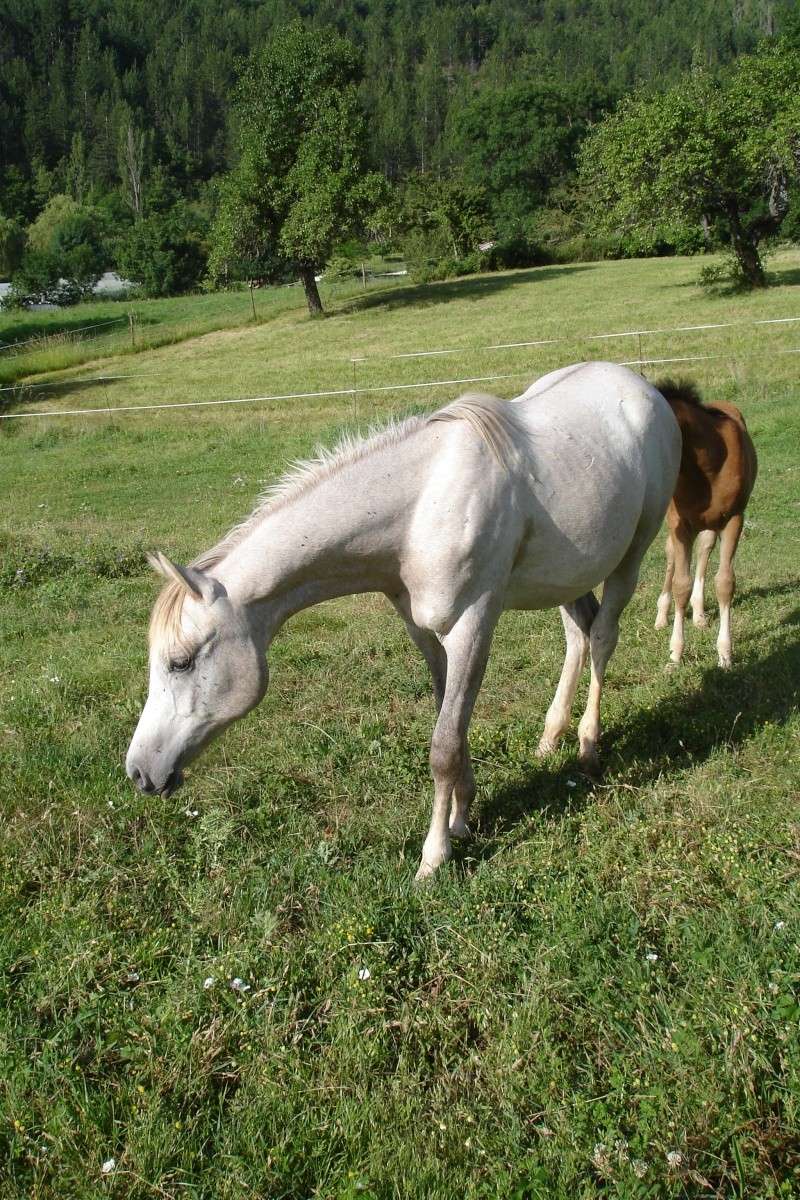 notre yearling ein el ferha Poulai11