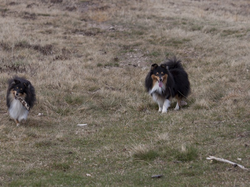 International Shelties 2012  - Un peu de détente A2410