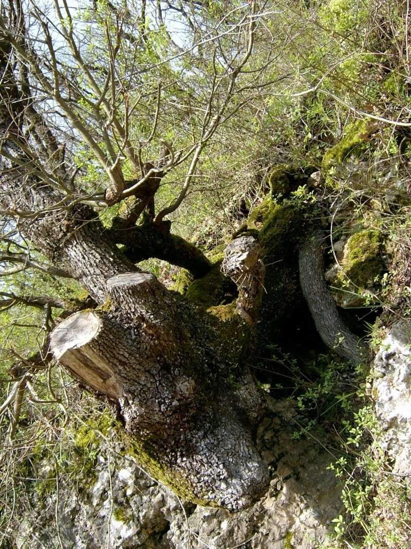 les racines des arbres Sv400326