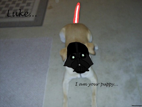Vader Dog Vader_10
