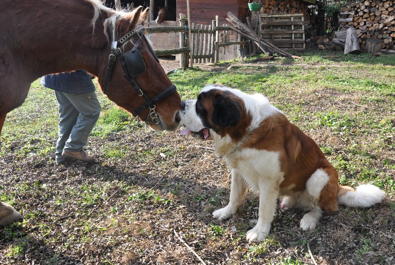 concours n° 30 : Le saint Bernard ... et les autres.... Copie139