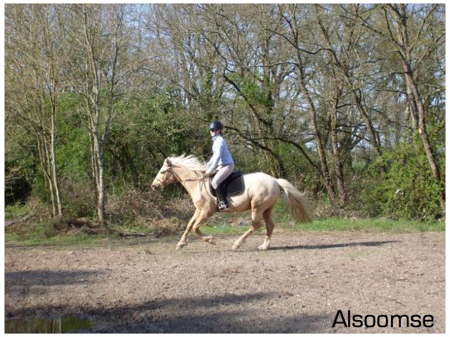 Quelques chevaux en vrac 16951112