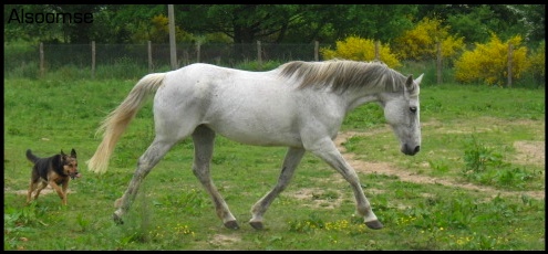 Quelques chevaux en vrac Img_2254