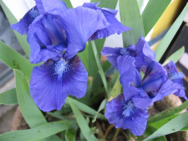 Mes Iris Lilliput 19_avr12
