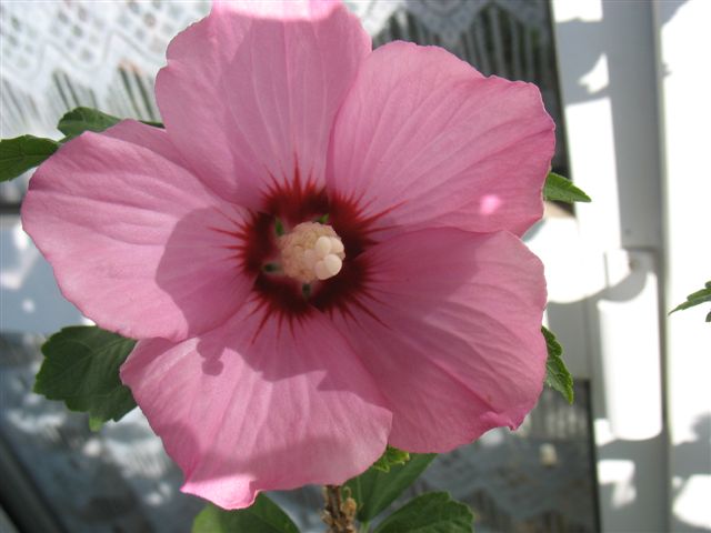 Fleurs de mon balcon 5_juil12