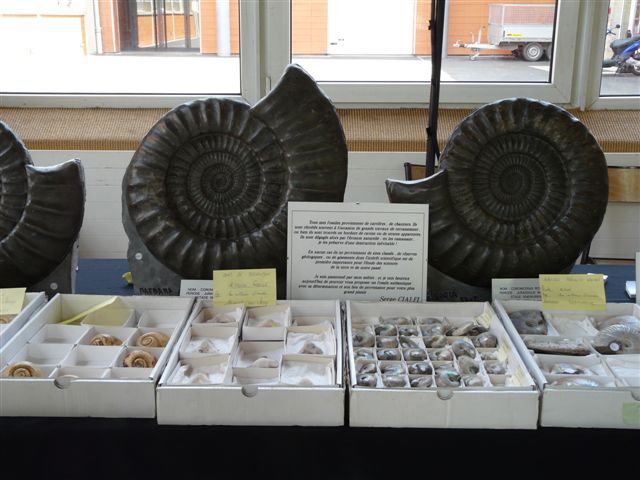 Bourse de minéraux et fossiles de Nancy Bourse15