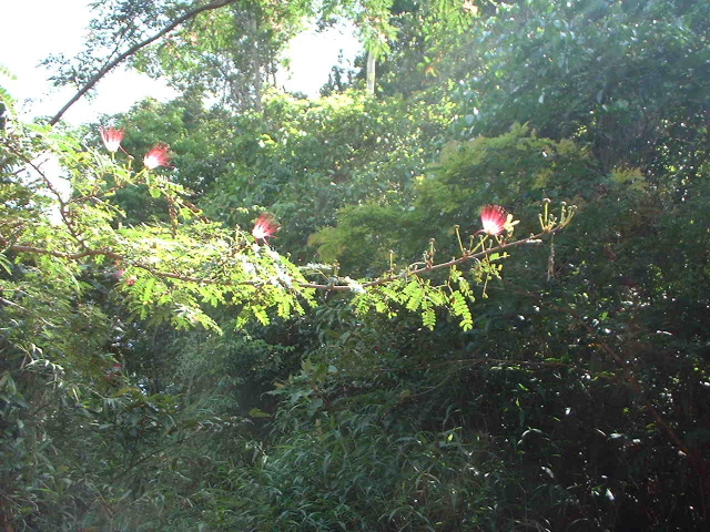 une fleur de la forêt trop.(Venezuela ) de ma Lorette Cuji110