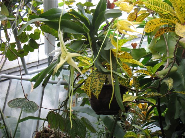 Orchidées du Jardin Bota. Avril 2007 Jardin20