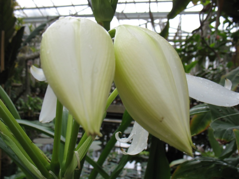 Liliaceae du Jardin Bota. Jardin27