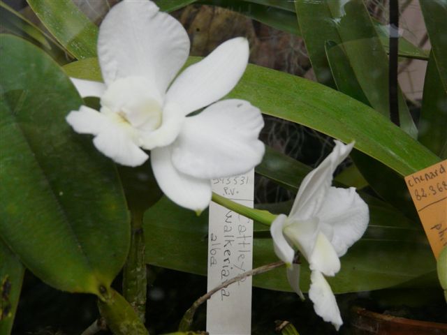 Encore quelques Orchidées du Jardin Bota. Jardin39