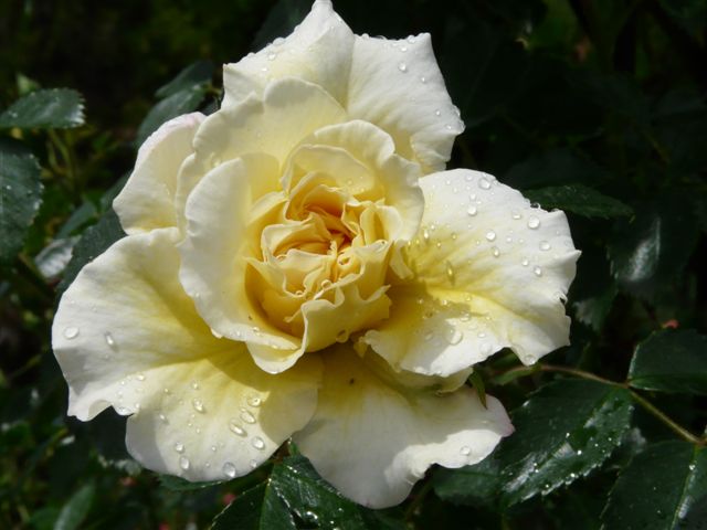 Les roses du Jardin Bota. Jardin69