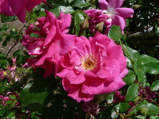 Les roses du Jardin Bota. Jardin71