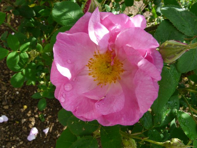 Les roses du Jardin Bota. Jardin78