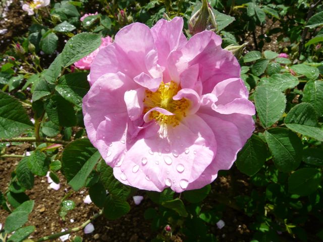 Les roses du Jardin Bota. Jardin79