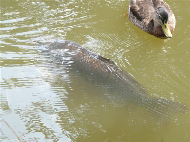 les carpes du Jardin Bota . Jardin89