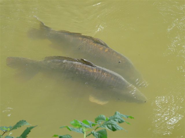 les carpes du Jardin Bota . Jardin91