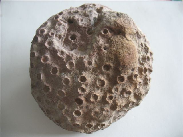 stromatolithes?? Madra_10