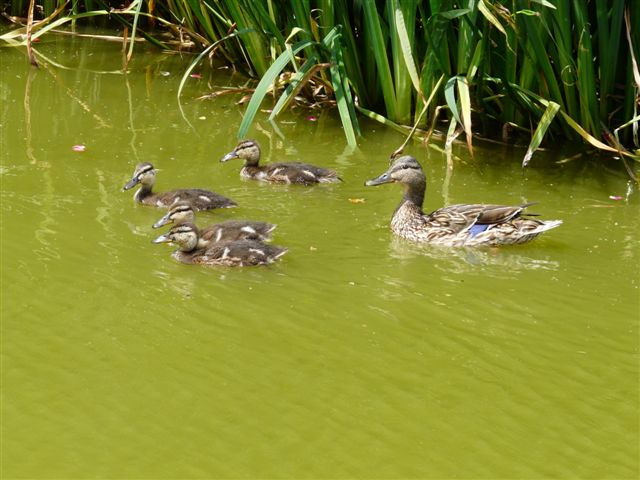 histoire de canards Parc_d18