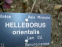 Helleborus orientalis (Renonculacées ) du Jardin Bota. 27_28_10