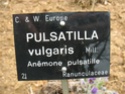 Pulsatilla vulgaris J_b_ex12
