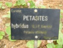 Petasites hybridus J_b_ex17