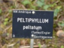 Peltiphyllum peltatum du Jardin Bota. Jardin42