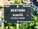 Gentiana acaulis, du Jardin Bota. Jardin45