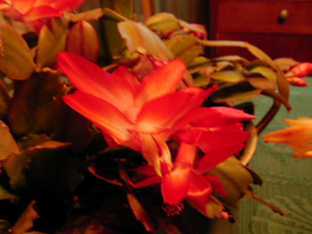 Epiphyllum 01312