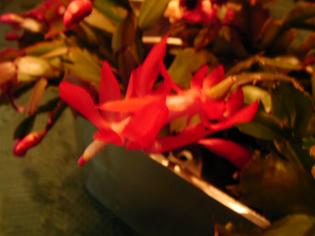 Epiphyllum 01710