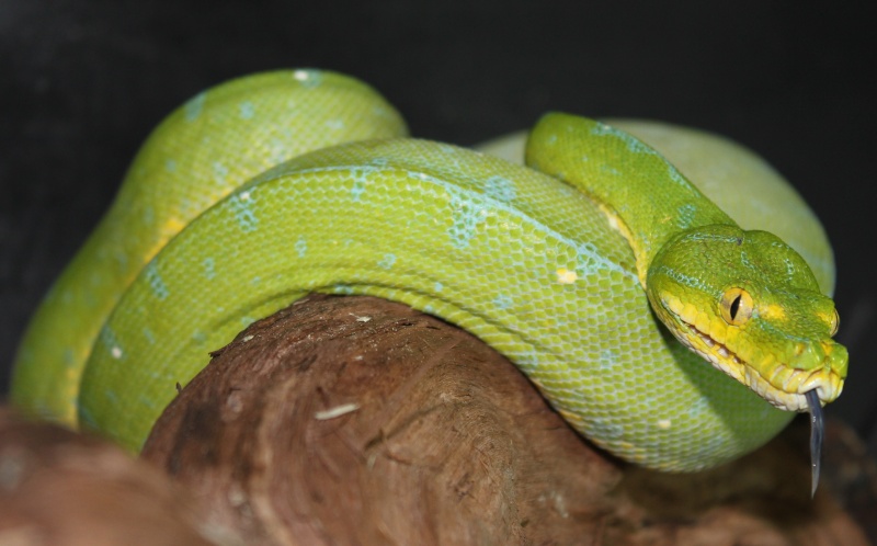 Morelia viridis Timika11