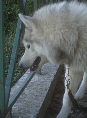 loups deux ans et demi Hpim3310