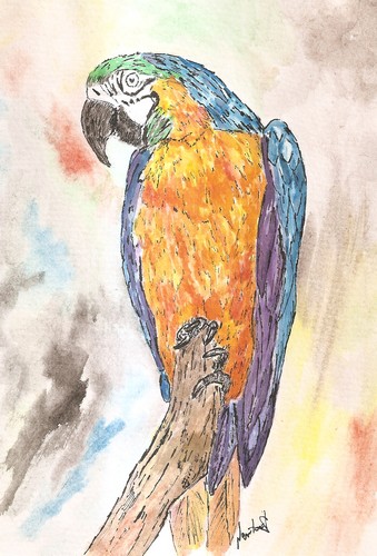 [Octobre 2011] Pelage et plumage - Page 4 Ara10