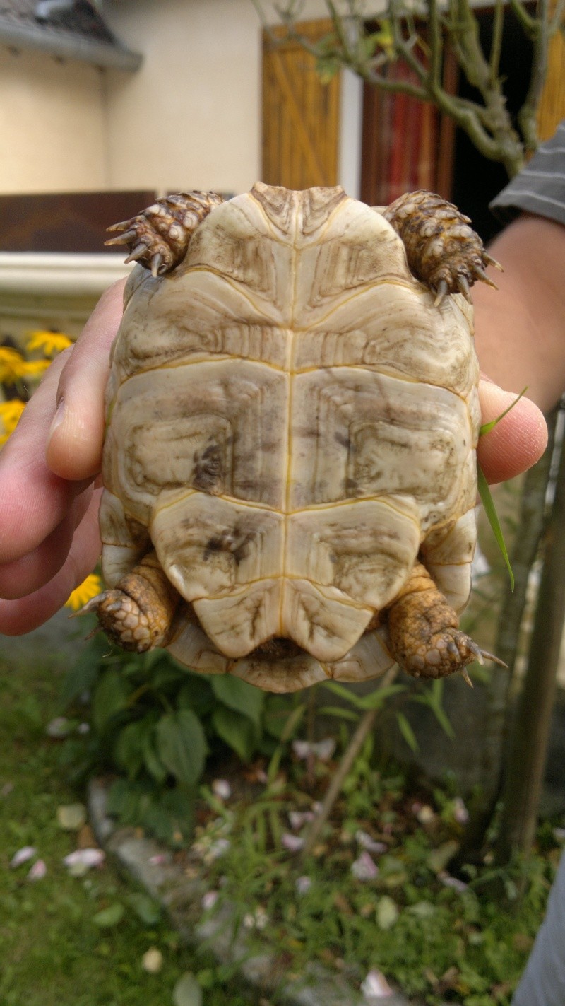 identification de tortue 18082010