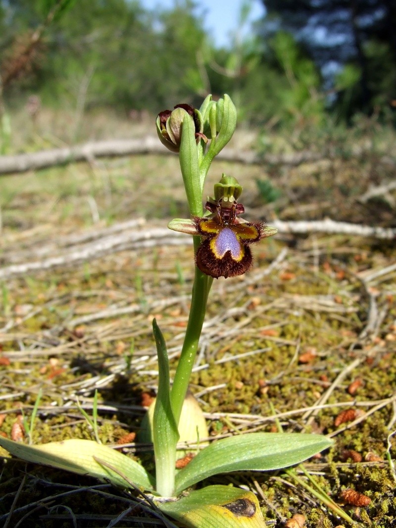 Ophrys speculum( Ophrys miroir ) Ophrys34