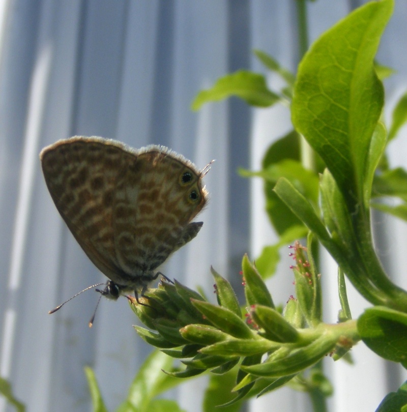 [Leptotes pirithous](Lycaenidae Polyommatinae) méridional Dscf1110