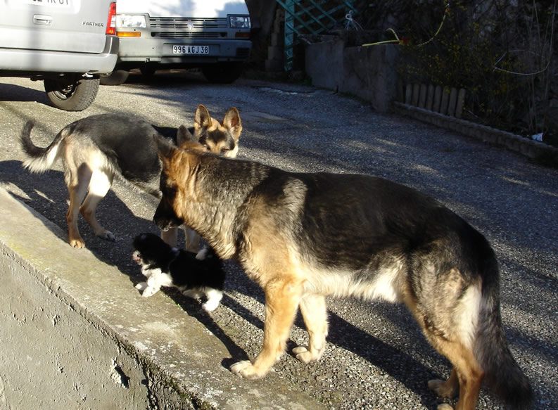 Vista, Skippy, Bambou, Caline le club des 4 ;-) - Page 2 Dsc00015