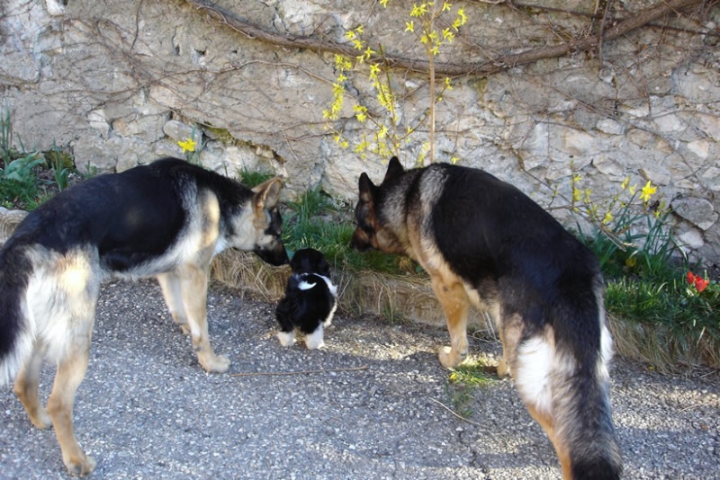 Vista, Skippy, Bambou, Caline le club des 4 ;-) - Page 2 Dsc00018