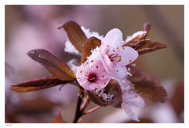 L'hiver au printemps Fleur111