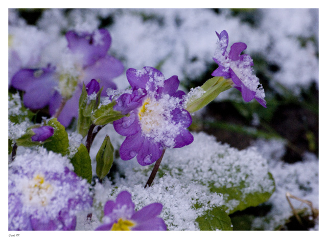 L'hiver au printemps Fleur311