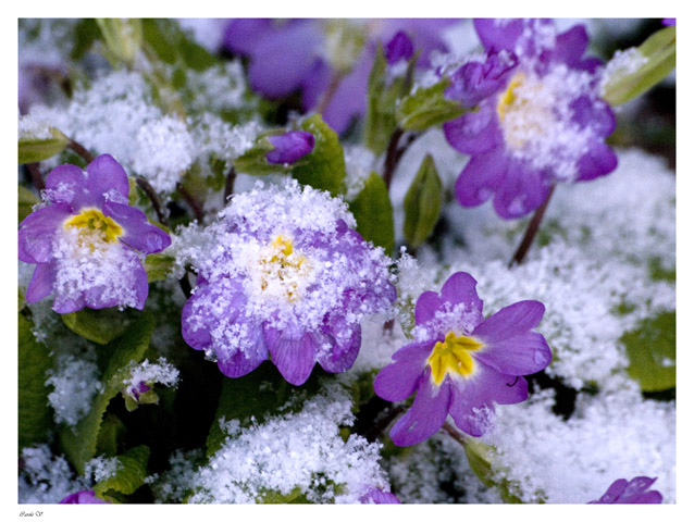 L'hiver au printemps Fleur410