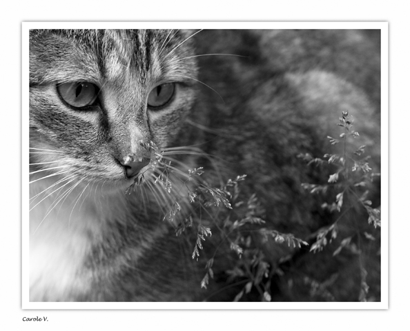 L'odeur de la nature Poupou10