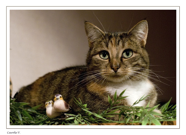 Deux oiseaux pour le chat Poupou13