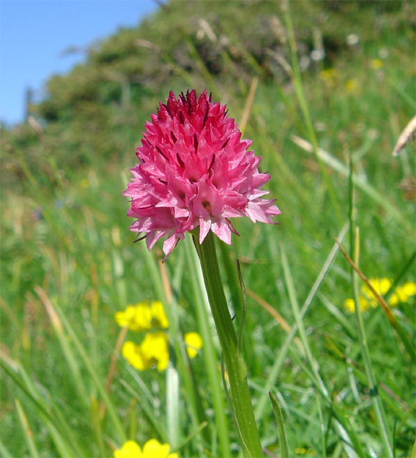 Gymnadenia ( Nigritella ) corneliana ( N.de Cornelia ) Cornel11