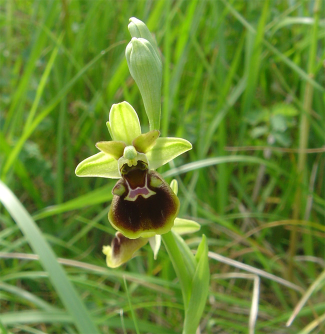 Ophrys fuciflora Fuci10