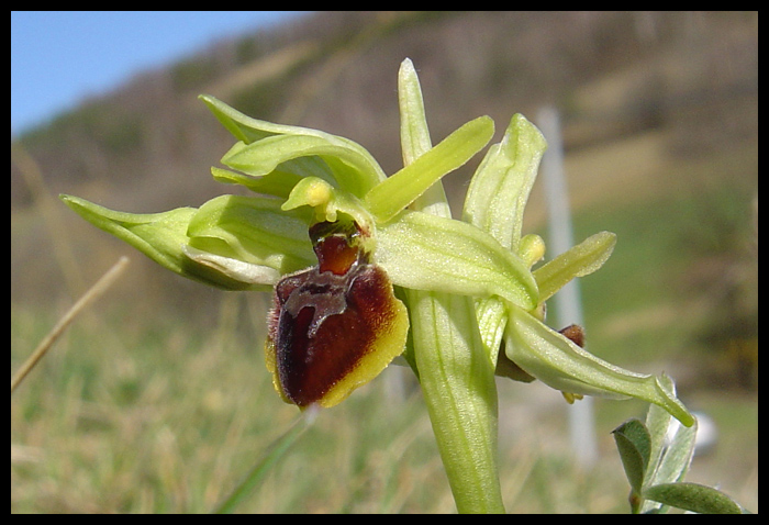 Ophrys araneola precoce - Page 2 O-pre010