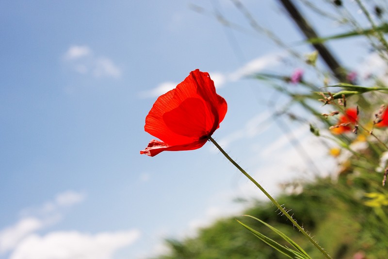 Un amour de coquelicot Img_5610