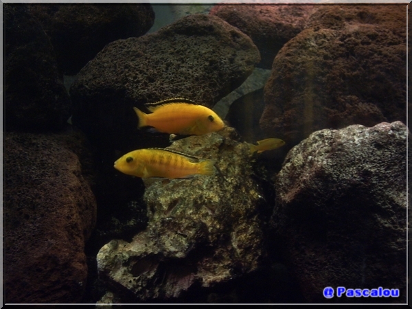 labidochromis caeruleus I1610