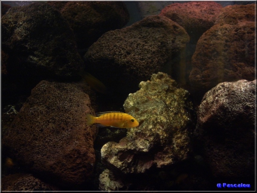 Labidochromis caeruleus I3710
