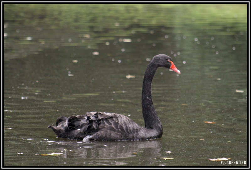 Cygne noir Cygne-11